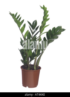 Aroid Palm, Farn Palm, saftigen Philodendron, Golden Tree, Sansibar Gem (Zamioculcas Zamiifolia), Topfpflanze Stockfoto