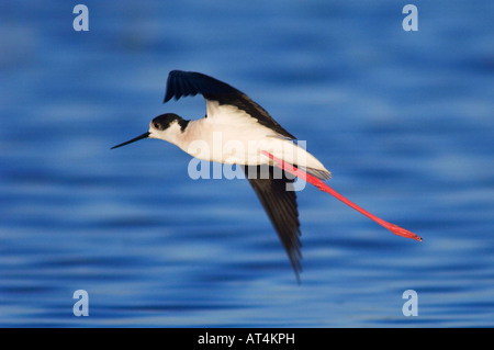 Gleitaar Stelzenläufer Himantopus Himantopus Erwachsenen während des Fluges Nationalpark Lake Neusiedl Burgenland Österreich April 2007 Stockfoto