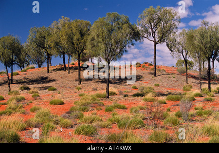 Desert Oaks, "Zentral-Australien" Stockfoto