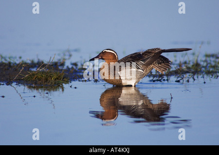 Garganey Anas Querquedula männlich putzen Nationalpark Lake Neusiedl Burgenland Österreich, April 2007 Stockfoto