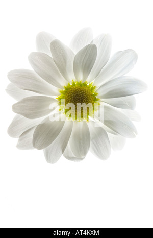 Weiß Daisy Nahaufnahme einer schönen Blume Bilder Bilder Fotos oben von oben sehr hochauflösendes vertikales Format in den USA Hi-res Stockfoto