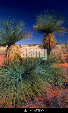 "Grass Trees" "Zentral-Australien" Stockfoto