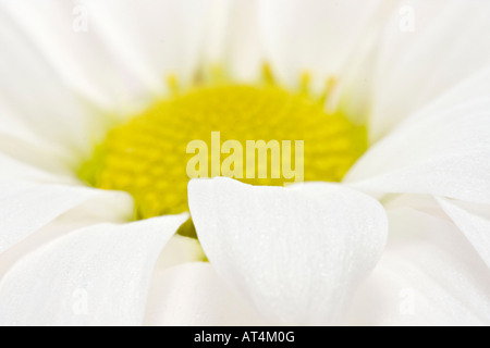 Weiß Daisy Nahaufnahme einer schönen Blume Bilder Bilder Fotos oben große hohe Auflösung horizontal in den USA Hi-res Stockfoto