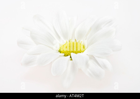 Weiß Daisy Nahaufnahme einer schönen Blume Bilder Bilder Fotos oben große hohe Auflösung horizontal in den USA Hi-res Stockfoto