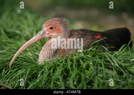 Scarlet Ibis - Eudocimus ruber Stockfoto