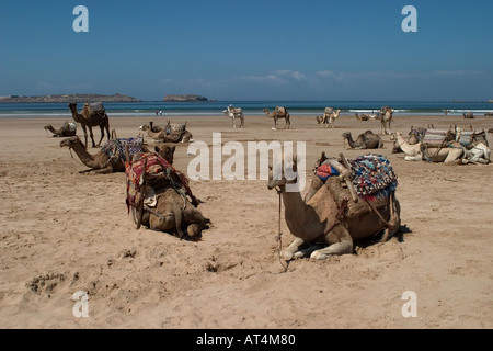 Kamele am Strand liegend ist warten auf Touristen Kamelreiten bei Besuchern beliebt Stockfoto