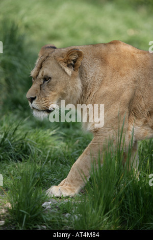 Löwin Panthera Leo zu Fuß in Rasen Stockfoto