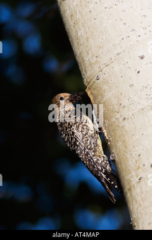 Williamsons im Sphyrapicus Thyroideus Erwachsenfrau bei Verschachtelung Hohlraum im Espenbaum Colorado Rocky Mountain Nationalpark Stockfoto