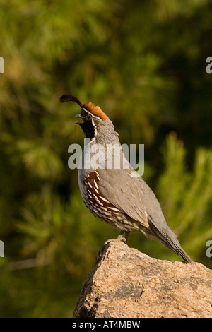 Wachteln Gambels männlich, Art Gambelii aufrufen. Stockfoto