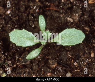 Greiskraut Senecio Vulgaris Sämling mit Keimblätter erste echte Blätter Stockfoto