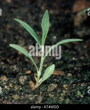 Knotgrass Polygonum Aviculare junge Pflanze Stockfoto