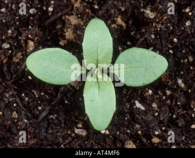 Breite Grünblättrige Weidenröschen Epilobium Montanum Keimling mit zwei Laubblätter Stockfoto