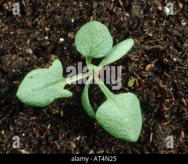 Schaf s Sauerampfer Rumex Acetosella Sämling mit drei Laubblätter Stockfoto