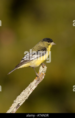 Geringerem Stieglitz männlich, Zuchtjahr Psaltria, thront auf Flechten bedeckt Zweig. Stockfoto