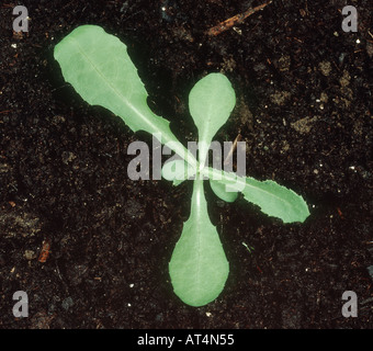 Mehrjährige Sow Thistle Sonchus Arvensis Sämling mit vier Laubblätter Stockfoto