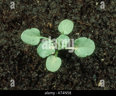 Stiefmütterchen Viola Arvensis Sämling mit vier Laubblätter Feld Stockfoto