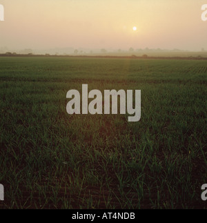 Blick über Keimling Gerste Ernte in Richtung Winter Sonnenuntergang Stockfoto