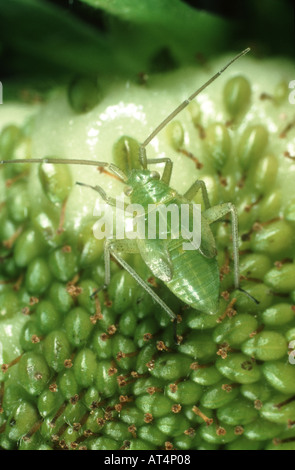 Kartoffelnymphe (Calocoris norvegicus) auf unreifen Erdbeerfrüchten Stockfoto