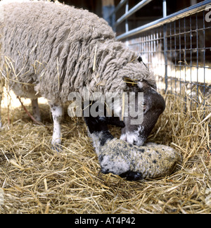 Reinigung von Neugeborenen Suffolk Schafe überqueren Lamm im Stift mit Stroh am Boden Stockfoto