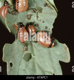 Mehreren Colorado Leptinotarsa Decemlineata Larven des Käfers auf einem beschädigten Tomate Blatt Stockfoto