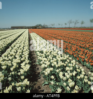 Tulpenfeld mit orangefarbenen und weißen Tulpen in voller Blüte im Frühling in den holländischen Blumenfeldern Stockfoto