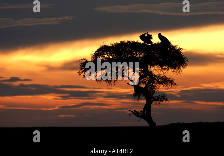 Paar Ohrengeier konfrontiert Geier Torgos Tracheliotus bei Sonnenaufgang Masaii Mara Kenia Stockfoto