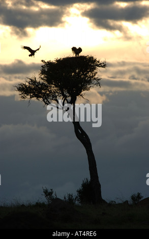 Paar Ohrengeier konfrontiert Geier Torgos Tracheliotus am Nest am Sonnenuntergang Masaii Mara in Kenia Stockfoto