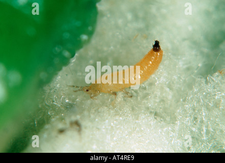 Erbse Thrips Kakothrips Pisivorus Nymphe oder Larven auf Pea pod Stockfoto