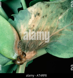 Grauschimmel Botrytis Cinerea Infektion auf eine Erbse-Blatt