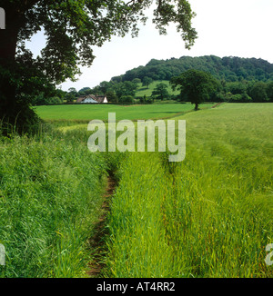 UK Cheshire Alderley Edge Weg durch Gerstenfeld Stockfoto