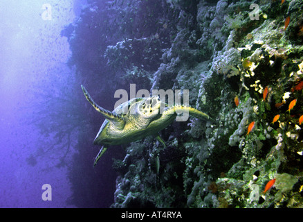 Ägypten Rotes Meer grüne Schildkröte schwimmen entlang Riff Stockfoto