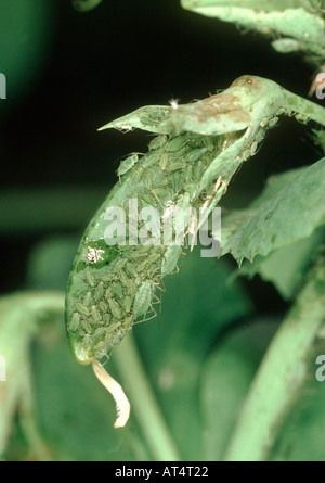 Erbse Blattlaus Acyrthosiphon Pisum Befall auf junge Erbsen pod Stockfoto