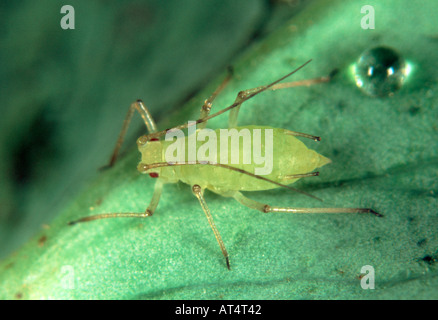 Erbse Blattlaus Acyrthosiphon Pisum Blattlaus auf einem Blatt Erbse Stockfoto