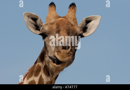 Weibliche Giraffe Giraffa Plancius Nahaufnahme des Kopfes zeigt Zunge Etosha-Namibia Stockfoto