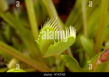 Venus Fly Trap Dioinaea Muscipula Blätter Stockfoto