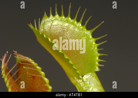 Venus Fly Trap Dioinaea Muscipula Blätter Stockfoto