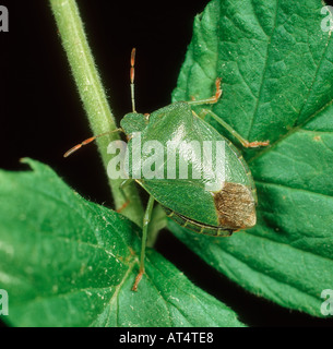 Green Shield Bug Palomena Prasina Erwachsener Stockfoto