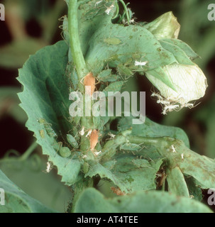 Erbse Blattlaus Acyrthosiphon Pisum Befall mit einigen parasitiert Mumien auf Erbse Stockfoto