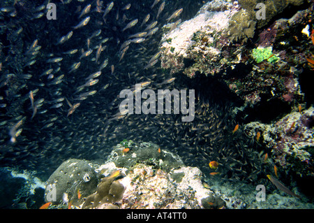 Malediven Unterwasser Schule transparent Kehrfahrzeuge Parapriacanthus Sp Stockfoto