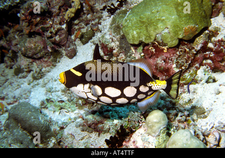 Malediven Unterwasser Clown Drückerfisch Balistoides conspiculum Stockfoto