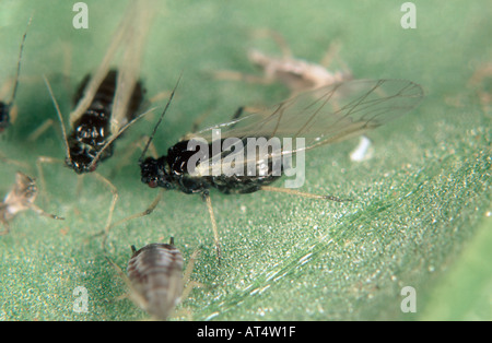 Schwarze Bohnen-Blattlaus Aphis Fabae Alates auf einem Blatt Bohne Stockfoto