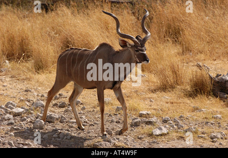 Männliche größere Kudu Tragelaphus Strepsiceros Etosha-Namibia Stockfoto