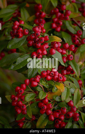 Weinende Cotoneaster (Hybridus Pendulus) roten Beeren im Winter in Sussex, UK Stockfoto