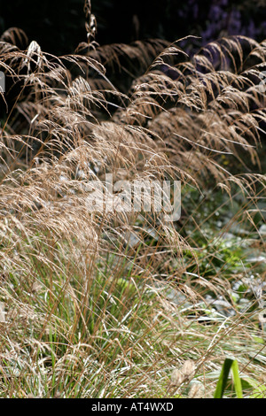 Deschampsia Cespitosa Goldgehänge im Oktober gezeigt Stockfoto