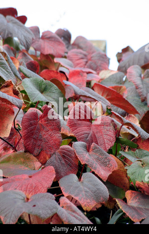 Vitis Coignetiae hat herrliche Herbstfärbung, die für mehrere Wochen dauert Stockfoto