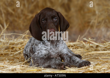 Deutscher Kurzhaariger Vorstehhund Welpen 9 Wochen Stockfoto