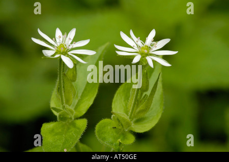 Wasser Vogelmiere Myosoton aquaticum Stockfoto