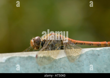 Gemeinsame Darter Sympetrum striolatum Stockfoto