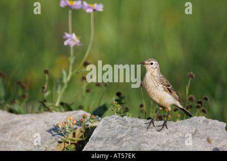 Amerikanische Pieper Anthus Rubescens Erwachsenen thront Logan Pass Glacier Nationalpark Montana USA Juli 2007 Stockfoto