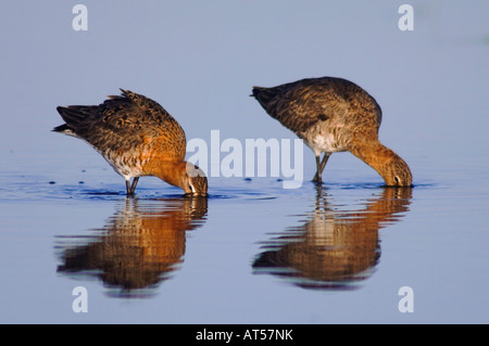 Schwarz-angebundene Uferschnepfe Limosa Limosa Erwachsenen paar in der Zucht Gefieder Fütterung Nationalpark Lake Neusiedl Burgenland Österreich Stockfoto